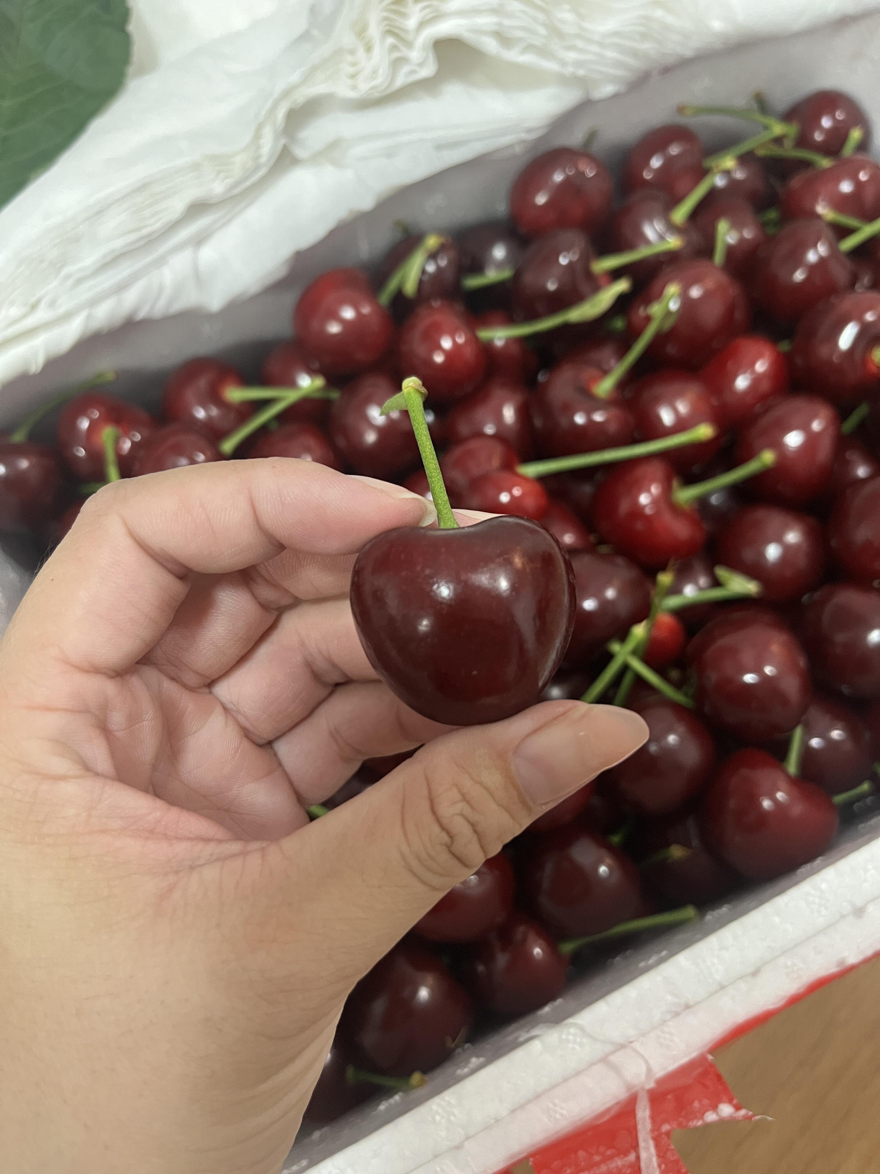 🍒 美早樱桃上市！🍒 红得发紫像玛瑙～颗 配图1