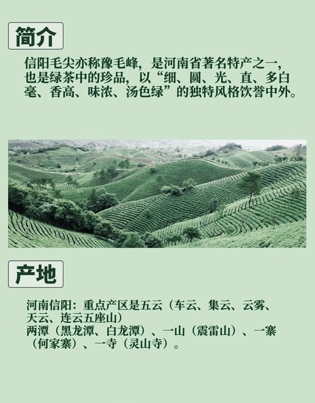 淮南茶，信阳第一 当你亲自手受到信阳毛尖 配图2