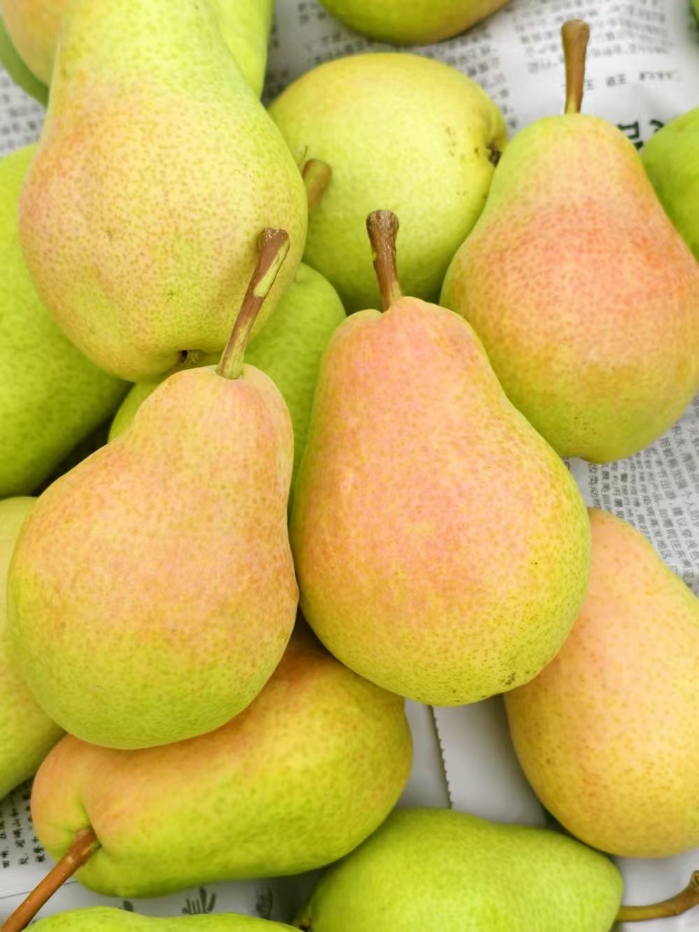 🍐💧 香梨：我是 “润喉小卫士”🛡️ 脆 配图2