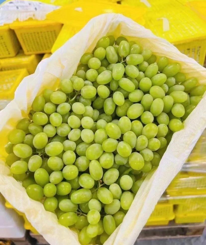 🍇新疆马奶提新疆葡萄甲天下，雪水的滋润， 配图3