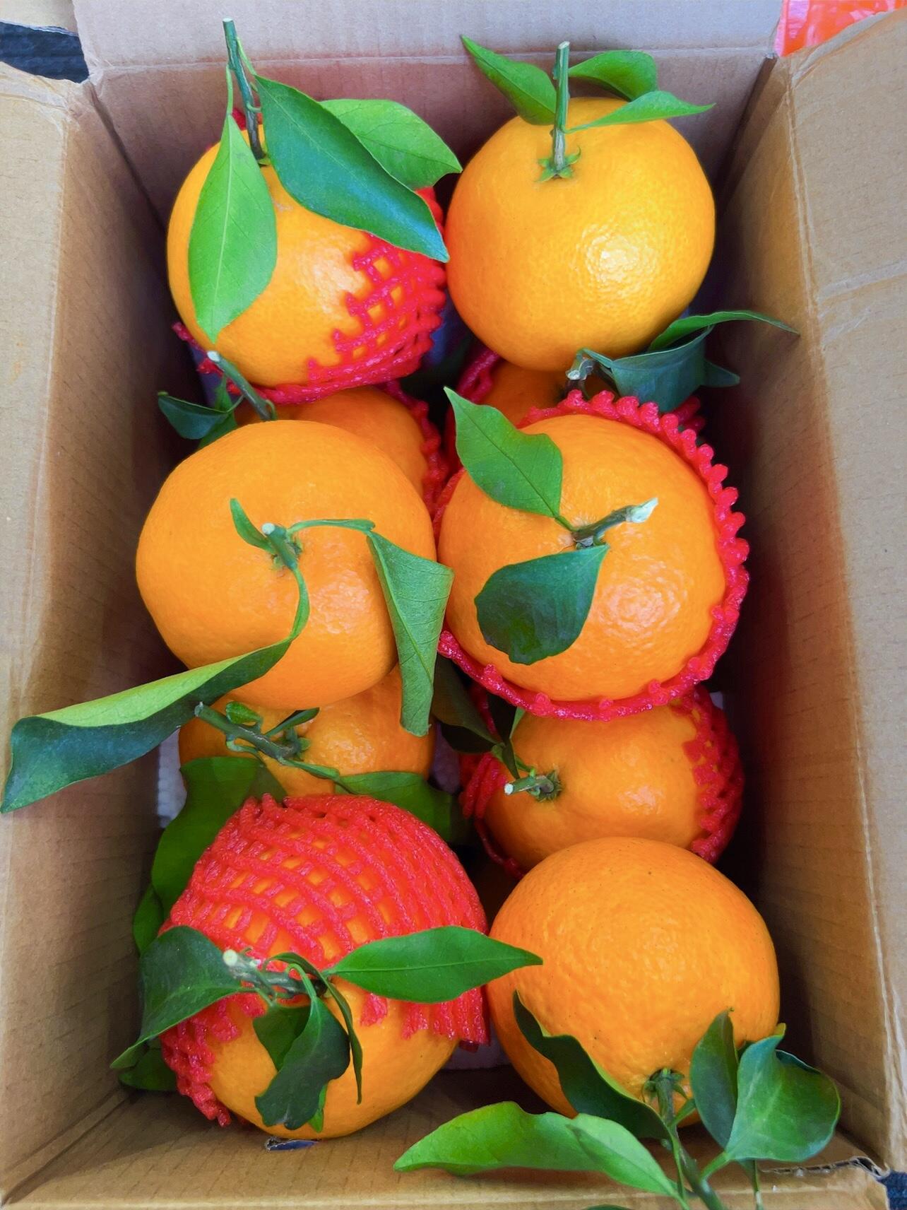 🍊爱媛果冻橙 一款听起来很名媛的水果～果 配图2