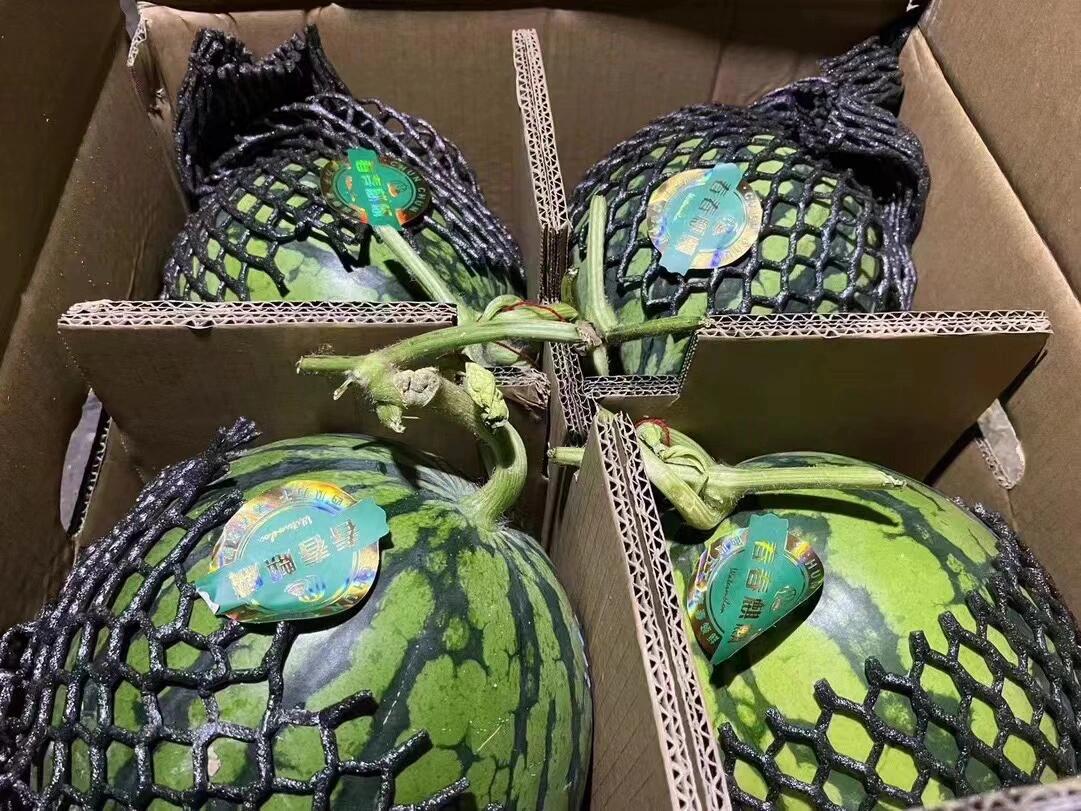 春春麒麟瓜🍉上新 手指弹瓜🍉，个个咚咚回 配图3