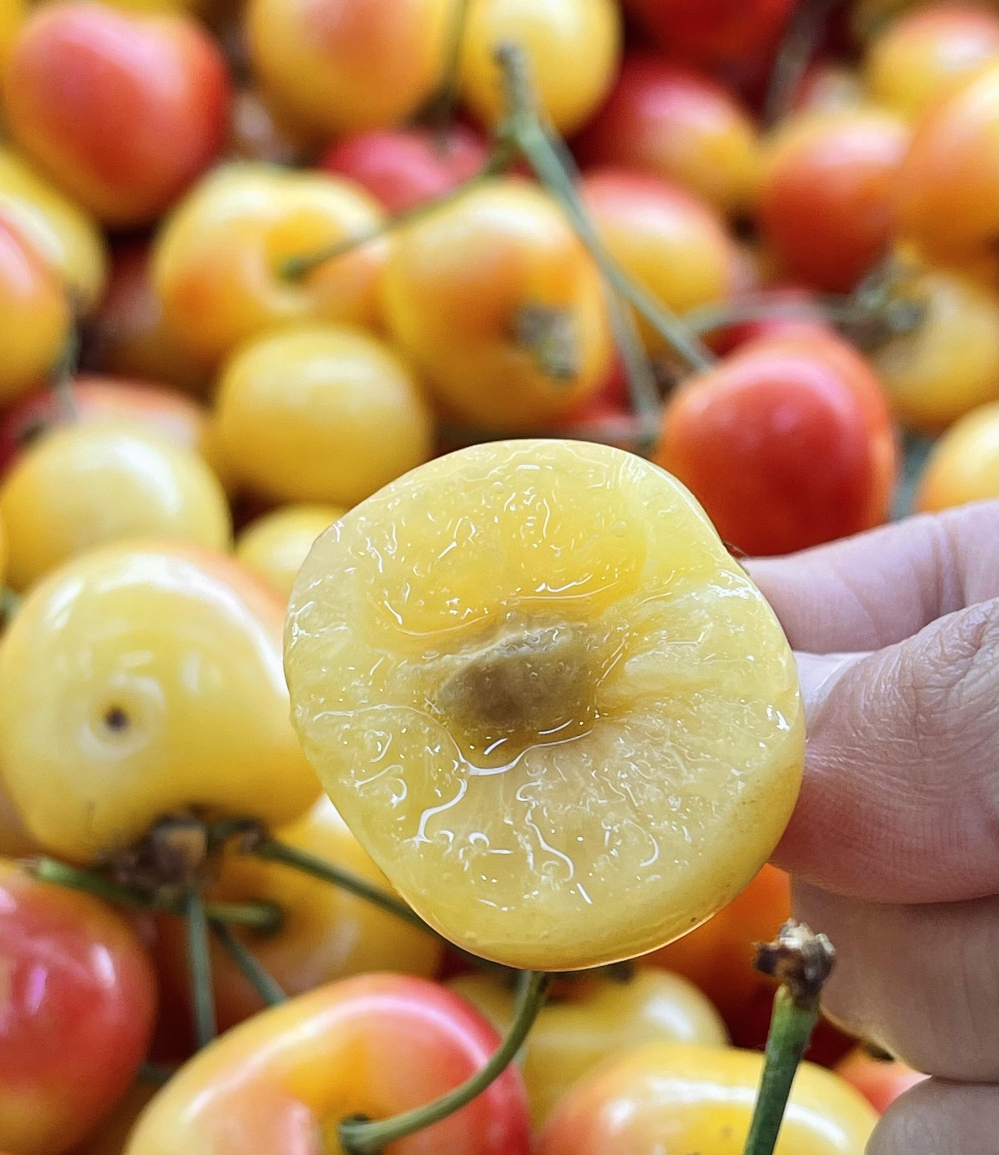 甜蜜暴击款 🍒💛 "黄樱桃季到啦！✨ 一 配图2