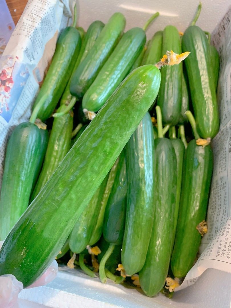 在冬天里贩卖夏天也是独一份咯！ 🥒清爽的 配图1