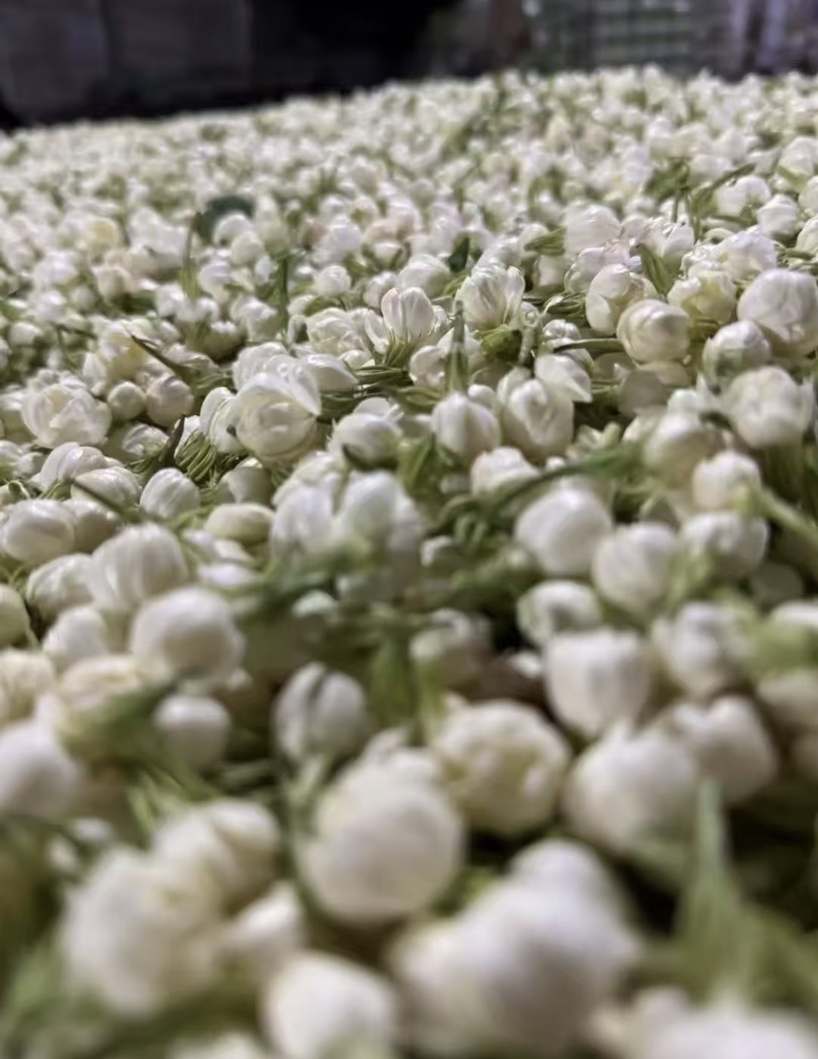 ✅纯白茶茶坯基底 不是绿茶底 ✅手工龙珠 配图1