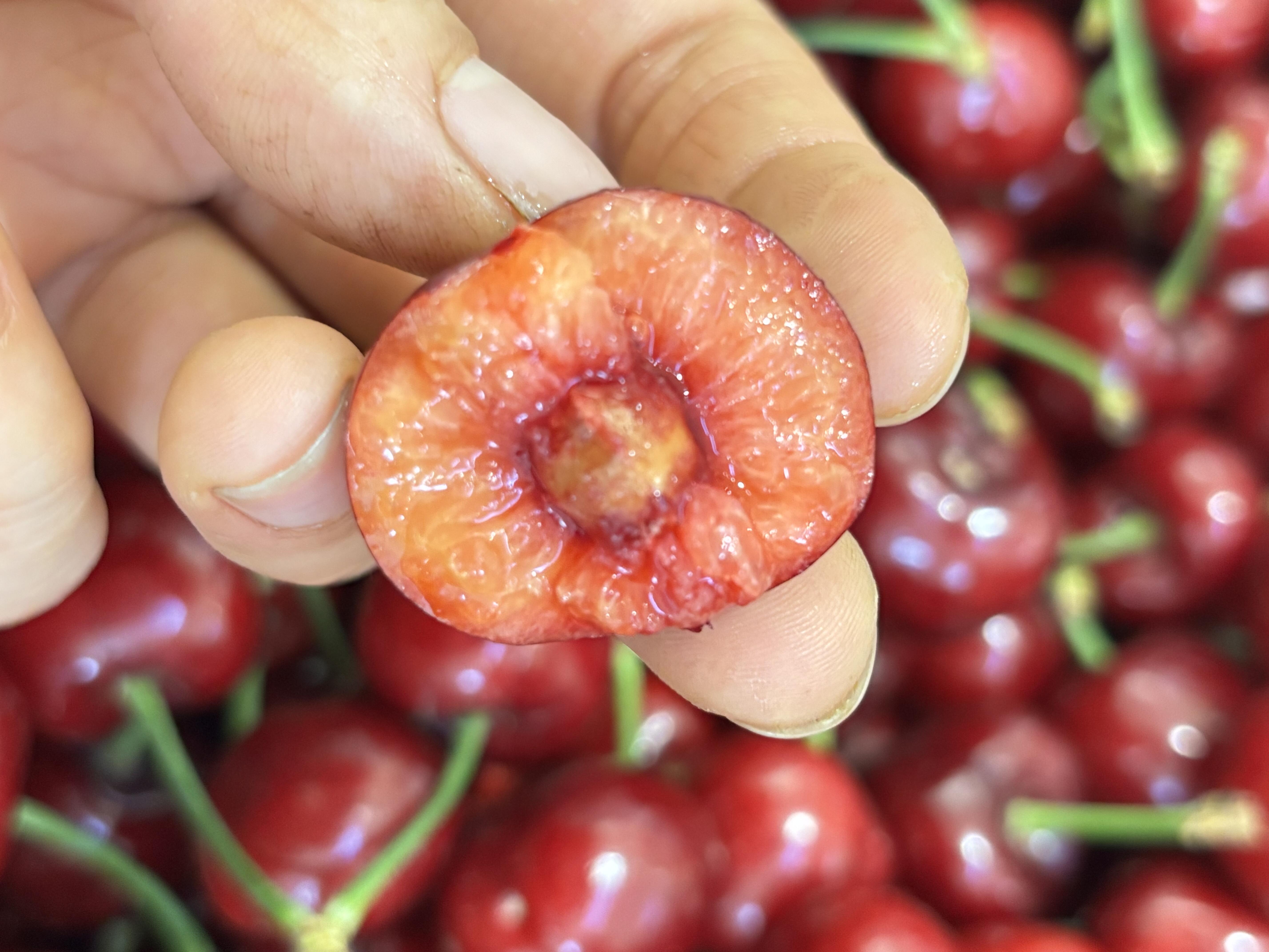 美早樱桃🍒，不负时光，不负年华💗 春季里 配图1