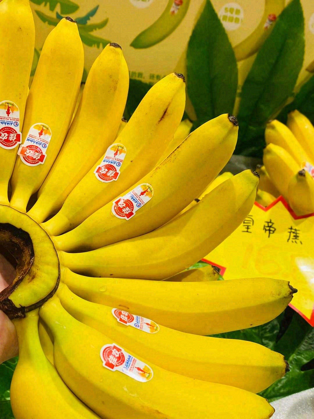 今日份的小可爱——Baby皇帝蕉🍌 一口 配图2