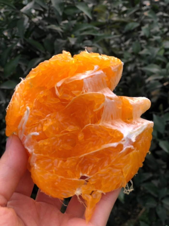 不知火丑橘🍊口感超级赞👍—拥有天然的浓郁 配图2