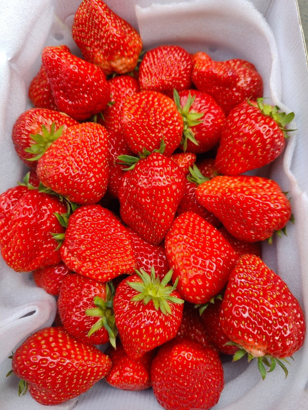 🍃🍃春天必吃的香甜草莓 🍓全红草莓🍓​没 配图3