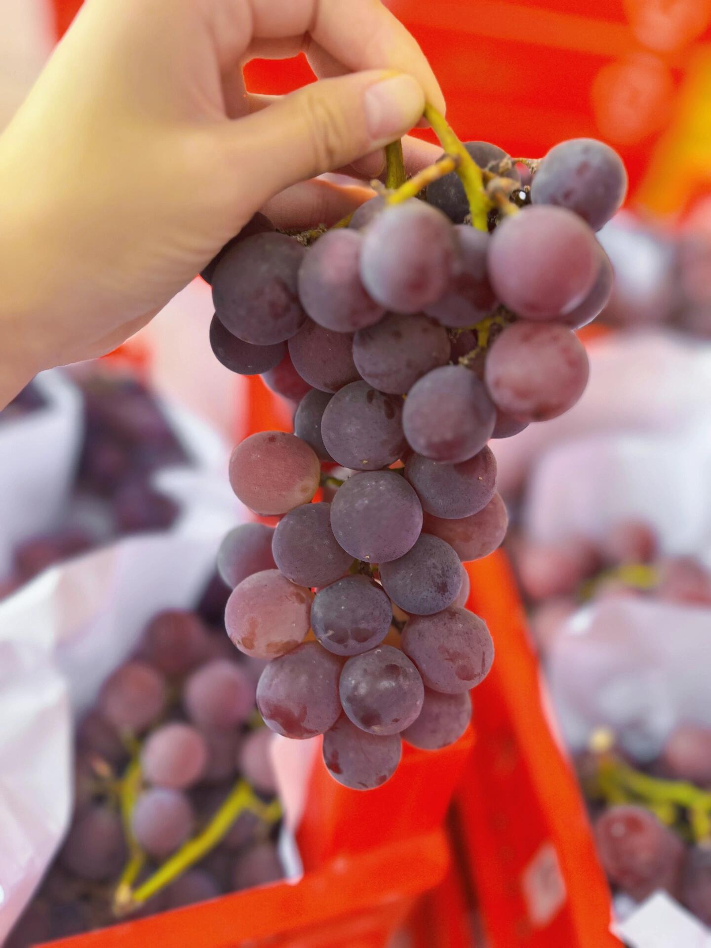 巨峰葡萄🍇 轻咬一口，汁水💦瞬时充盈于唇 配图1