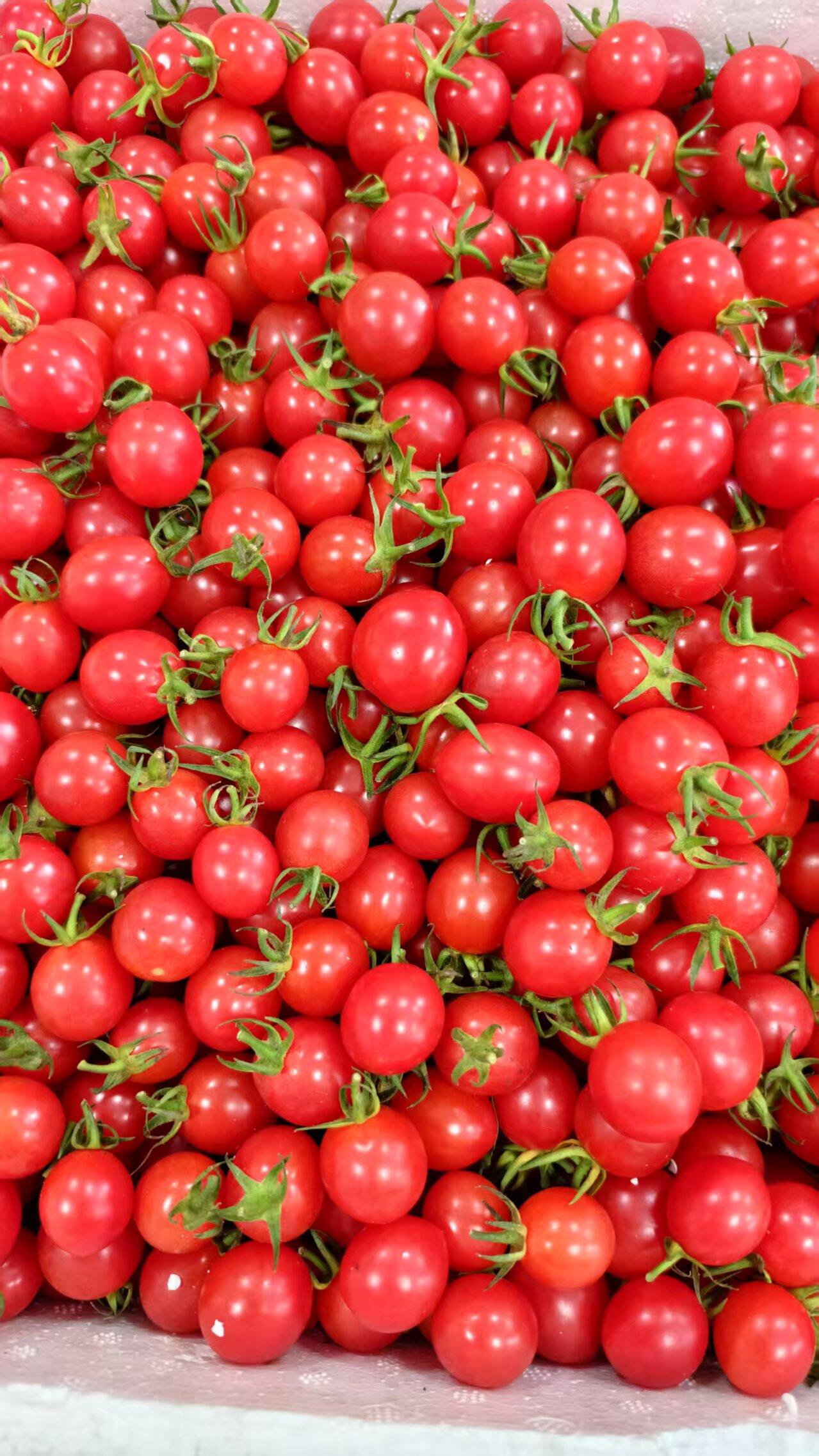玲珑千禧🍅小可爱继续新鲜到货喽 与普通小 配图3
