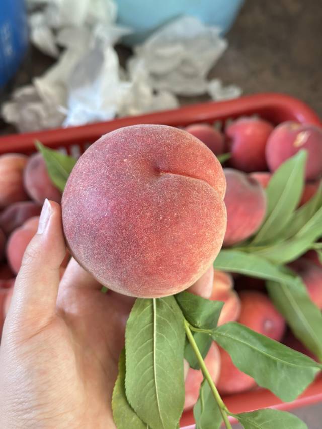 龙泉水蜜桃🍑 白里透红，水分饱满，汁多味 配图1