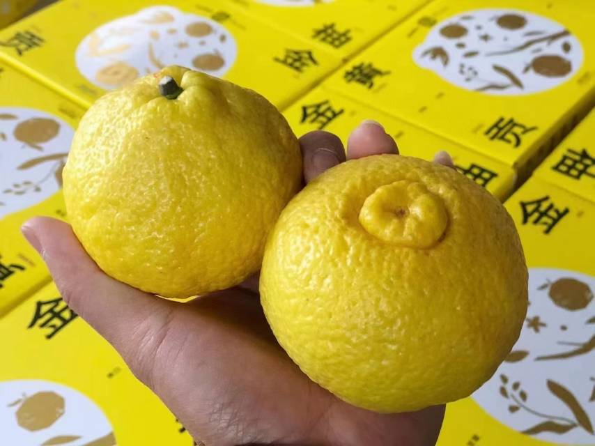 黄金贡柚🍊礼盒到货！ 色泽浅黄，闻起来有 配图2