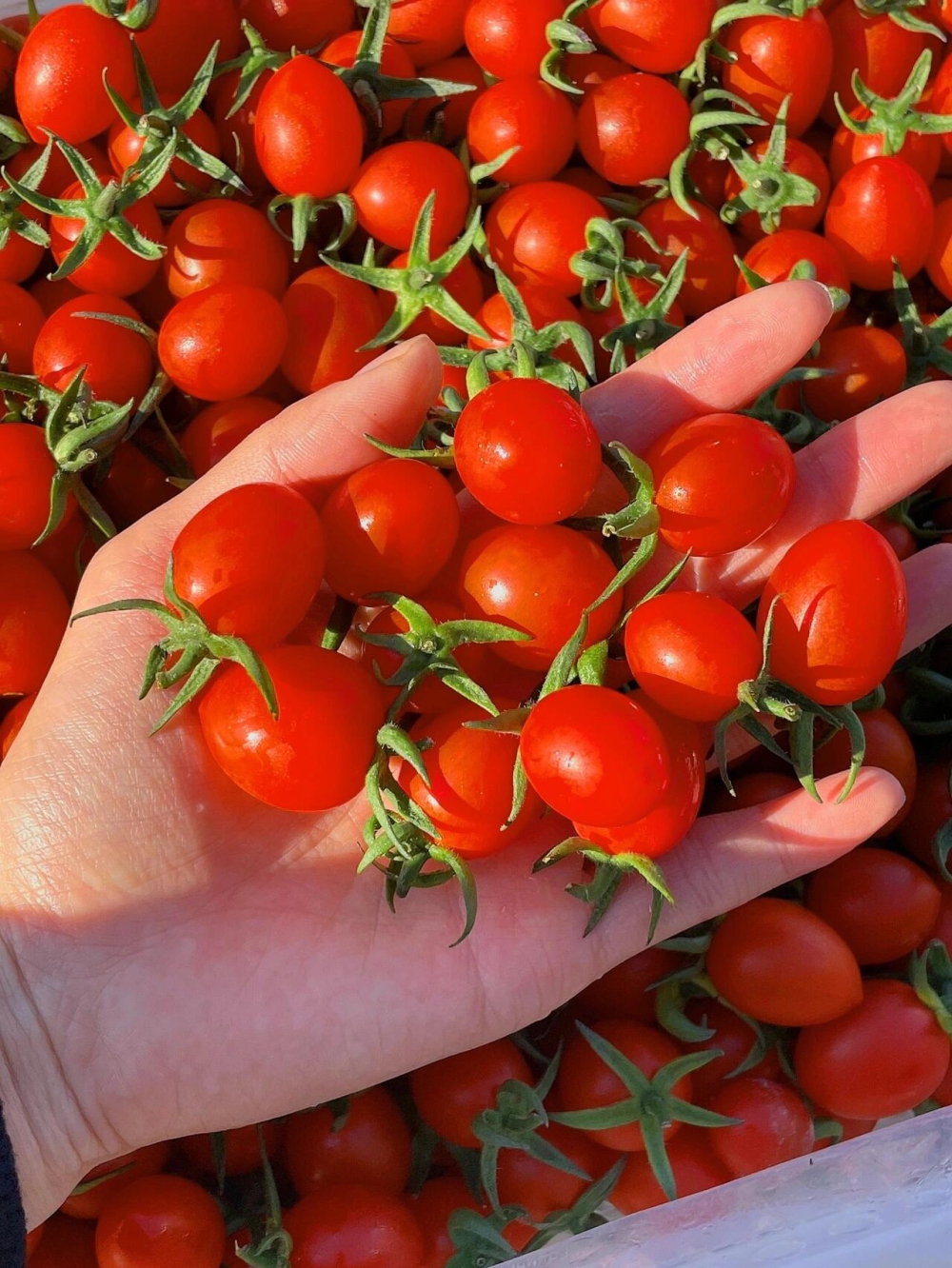 玲珑小番茄🙋高维C推荐：玲珑小番茄🍅🍅一 配图1