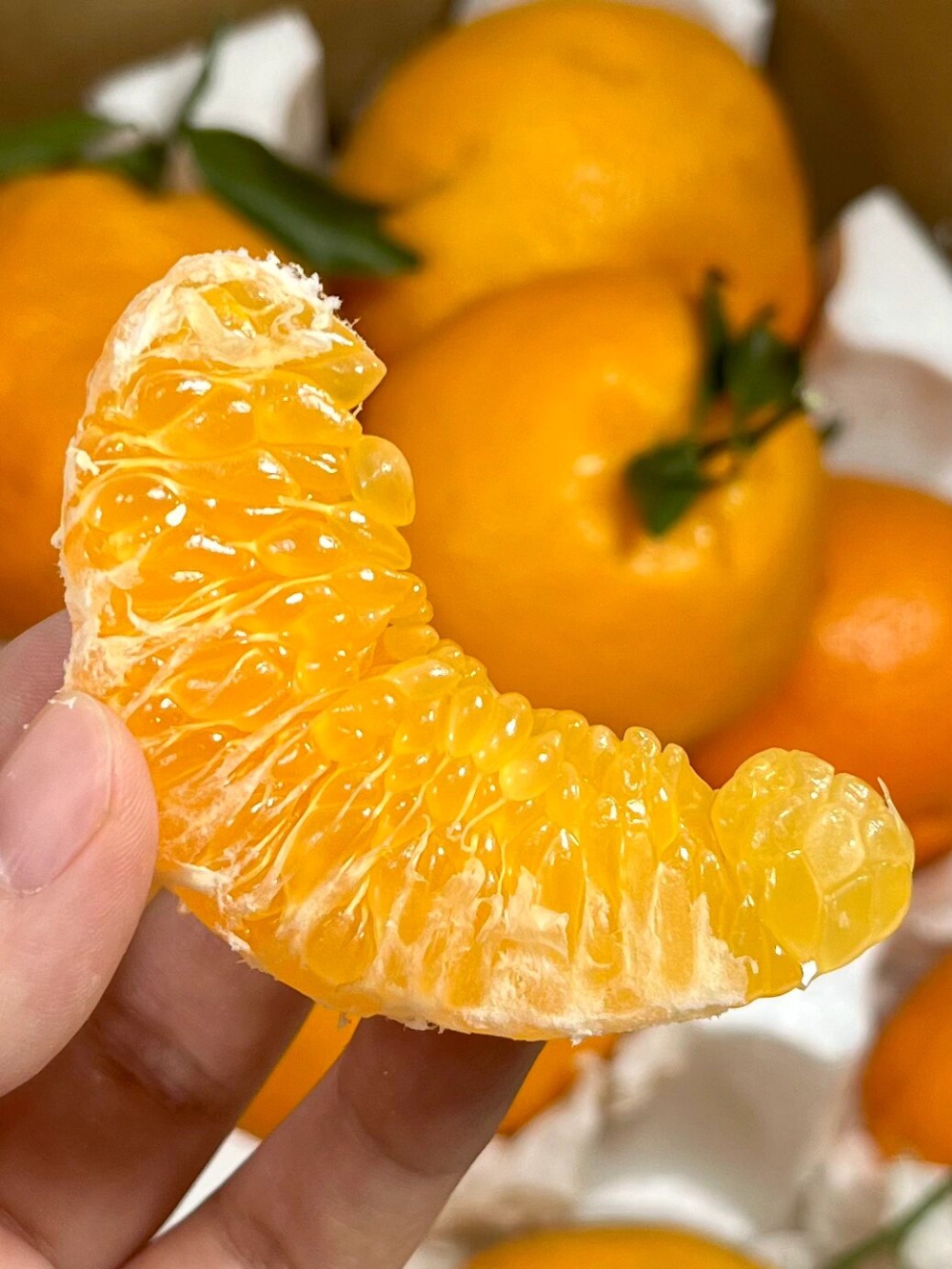 ☘️愿大家这个冬天都是橘子的浪漫！ 🍊希 配图2