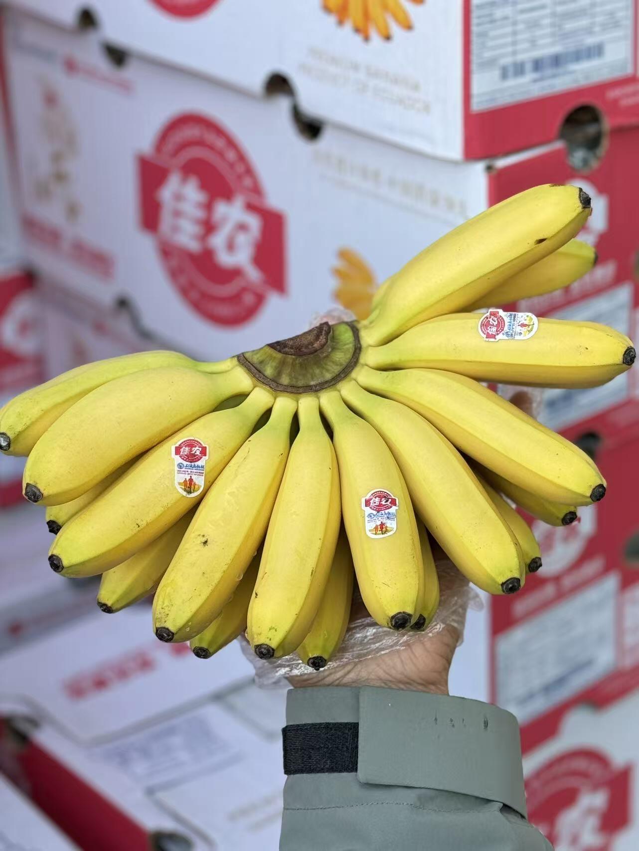 🍌 小芭蕉到货！🍌 个头小巧超可爱～一手 配图1