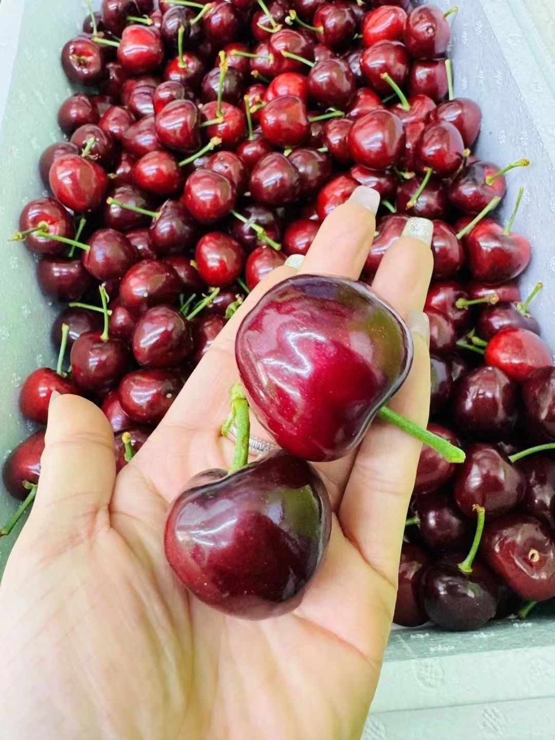 美早樱桃特大果 一食一物🍒，一枝一叶🌱! 配图1