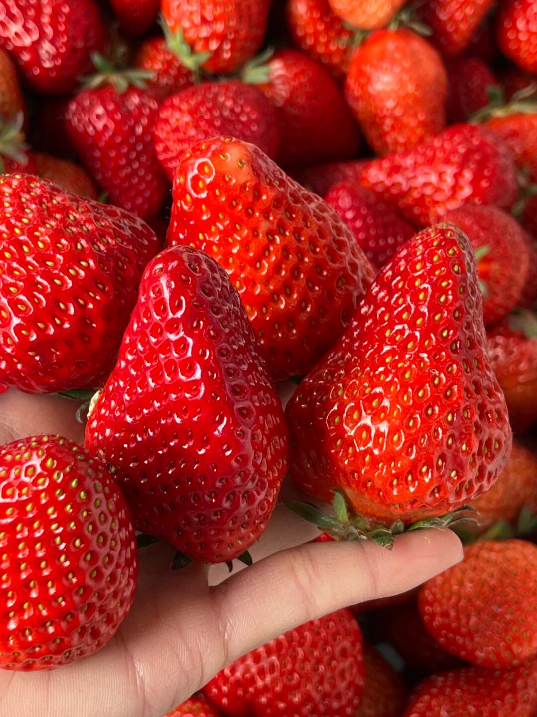 🌟最新到货🌟 双流草莓🍓，鲜红艳丽，酸甜 配图3