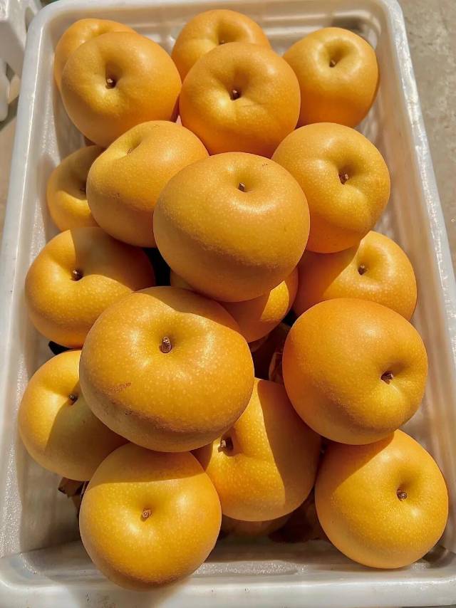 秋月梨🍐上架✔️ 🍂在干燥的秋天，面对这 配图3