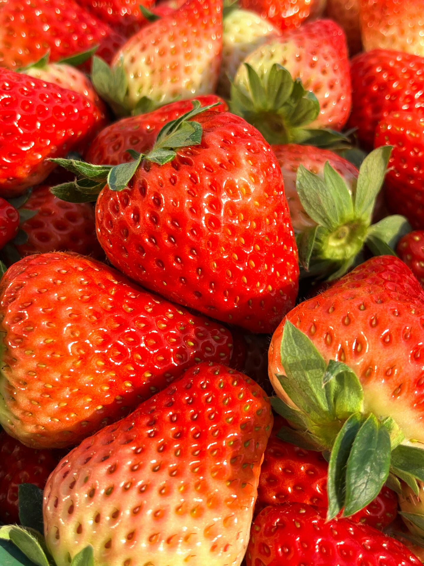 🔆阳光正好 来约草莓🍓吧 晒着太阳🌞 补 配图3