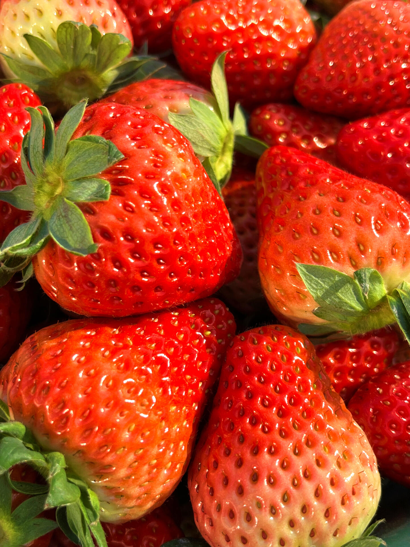 🔆阳光正好 来约草莓🍓吧 晒着太阳🌞 补 配图2