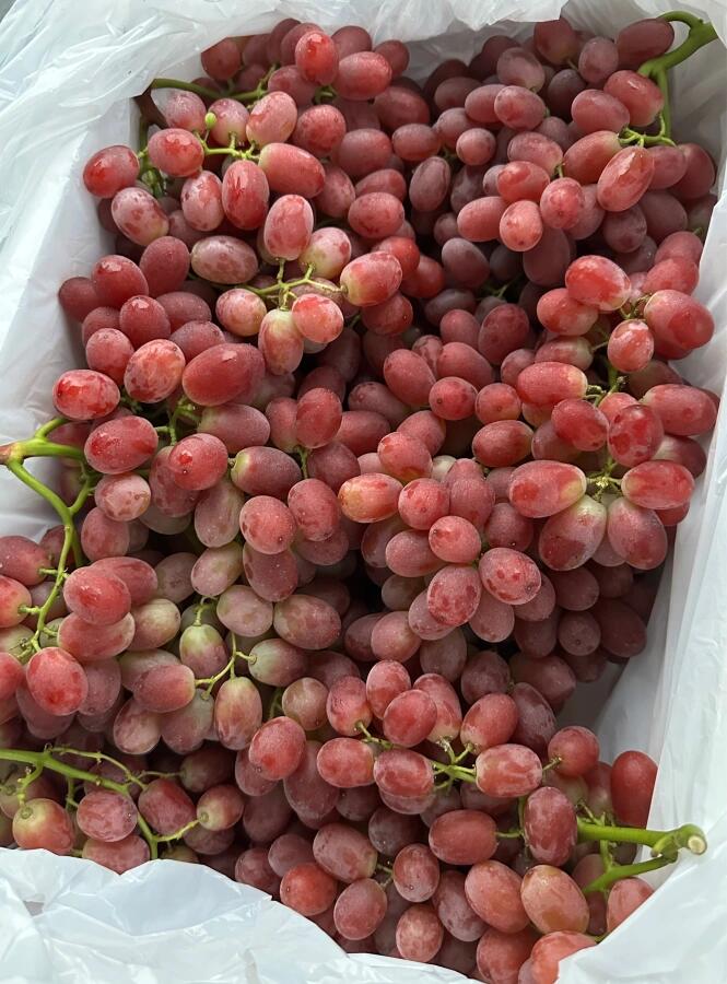 一个字，靓😍 🍇无籽红提新鲜到货🔥，当季 配图2