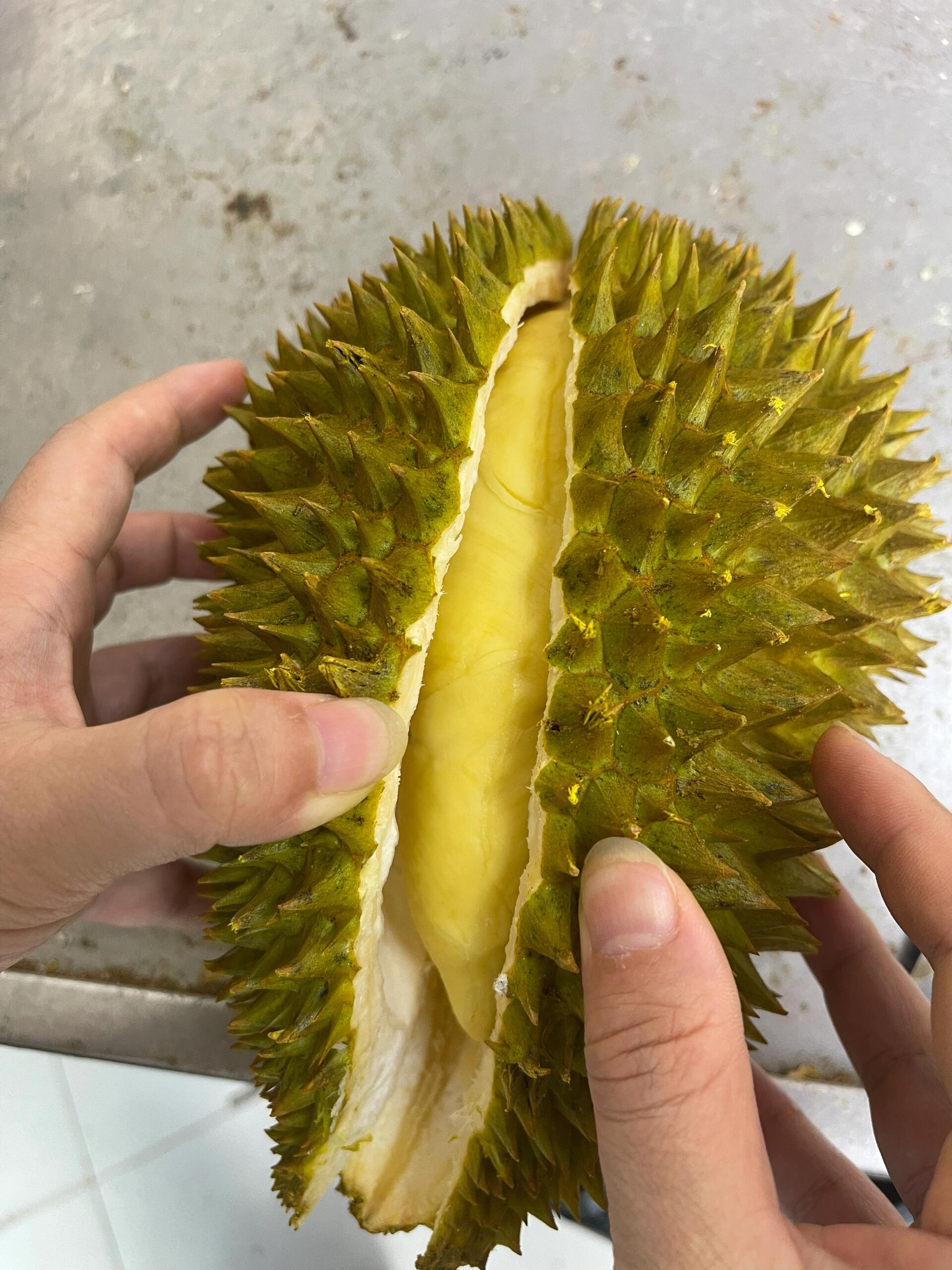 🧡疯狂报恩的树熟金枕榴莲 ✅持续出单，香 配图3