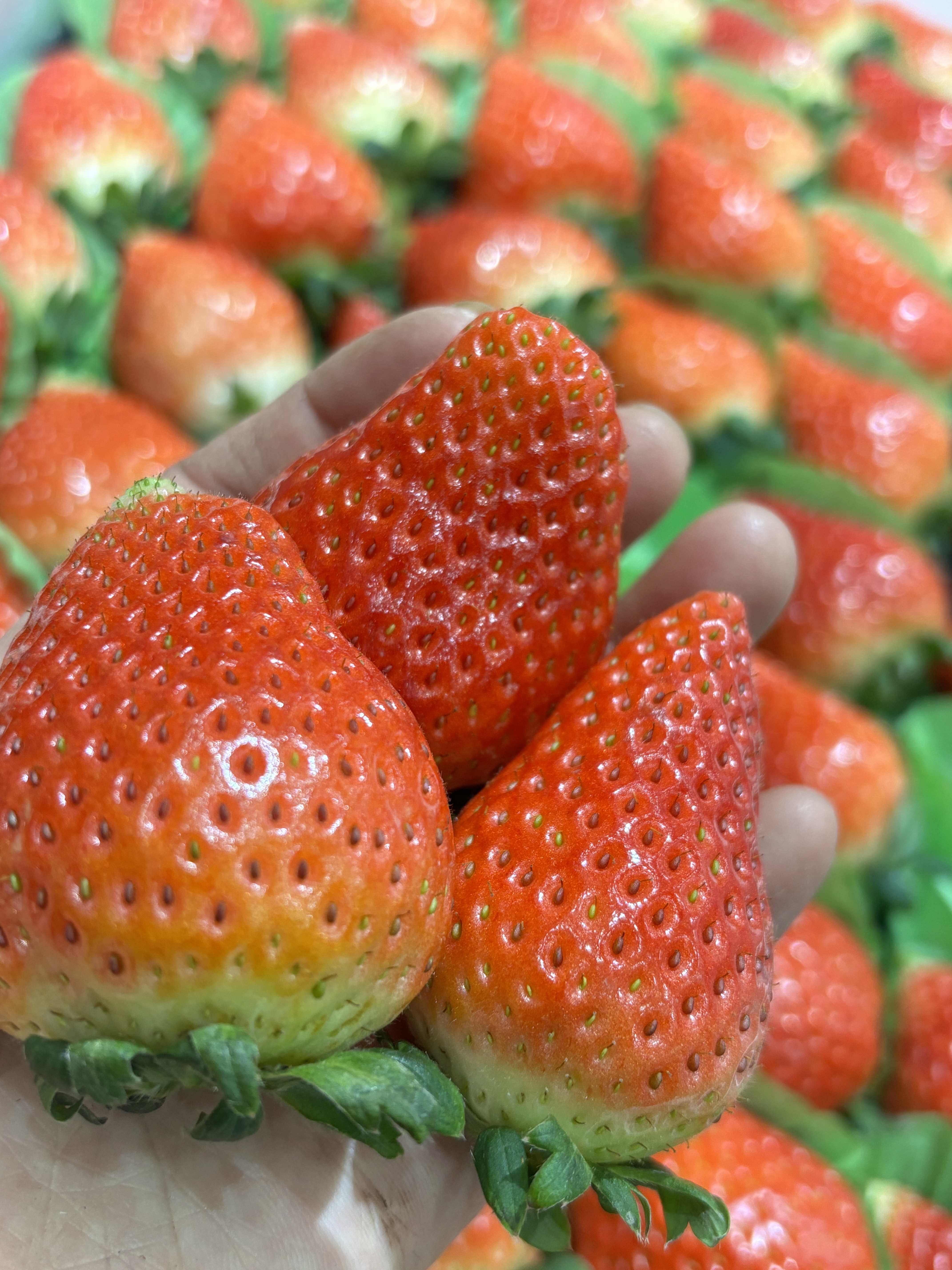 本地奶油草莓来咯🍓 一口下去，又香又甜又 配图1