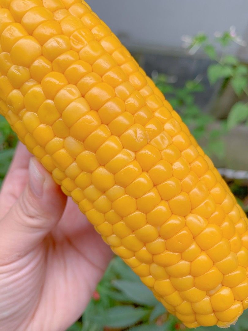 🌽以颗粒饱满，果实皮薄爽脆而闻名的甜玉米 配图3