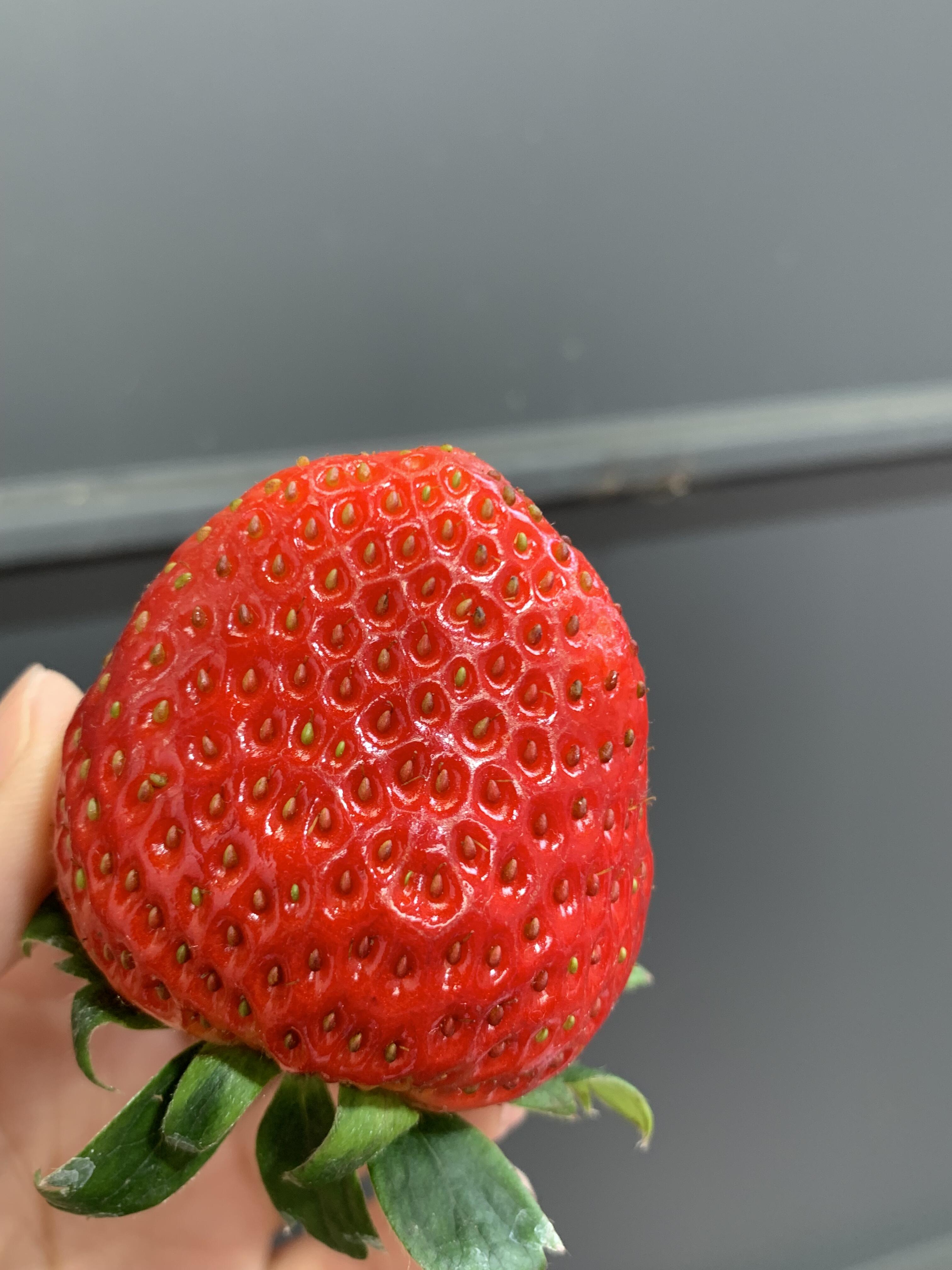 露天草莓超鲜甜🍓 个头不大，甜度高，草莓 配图3