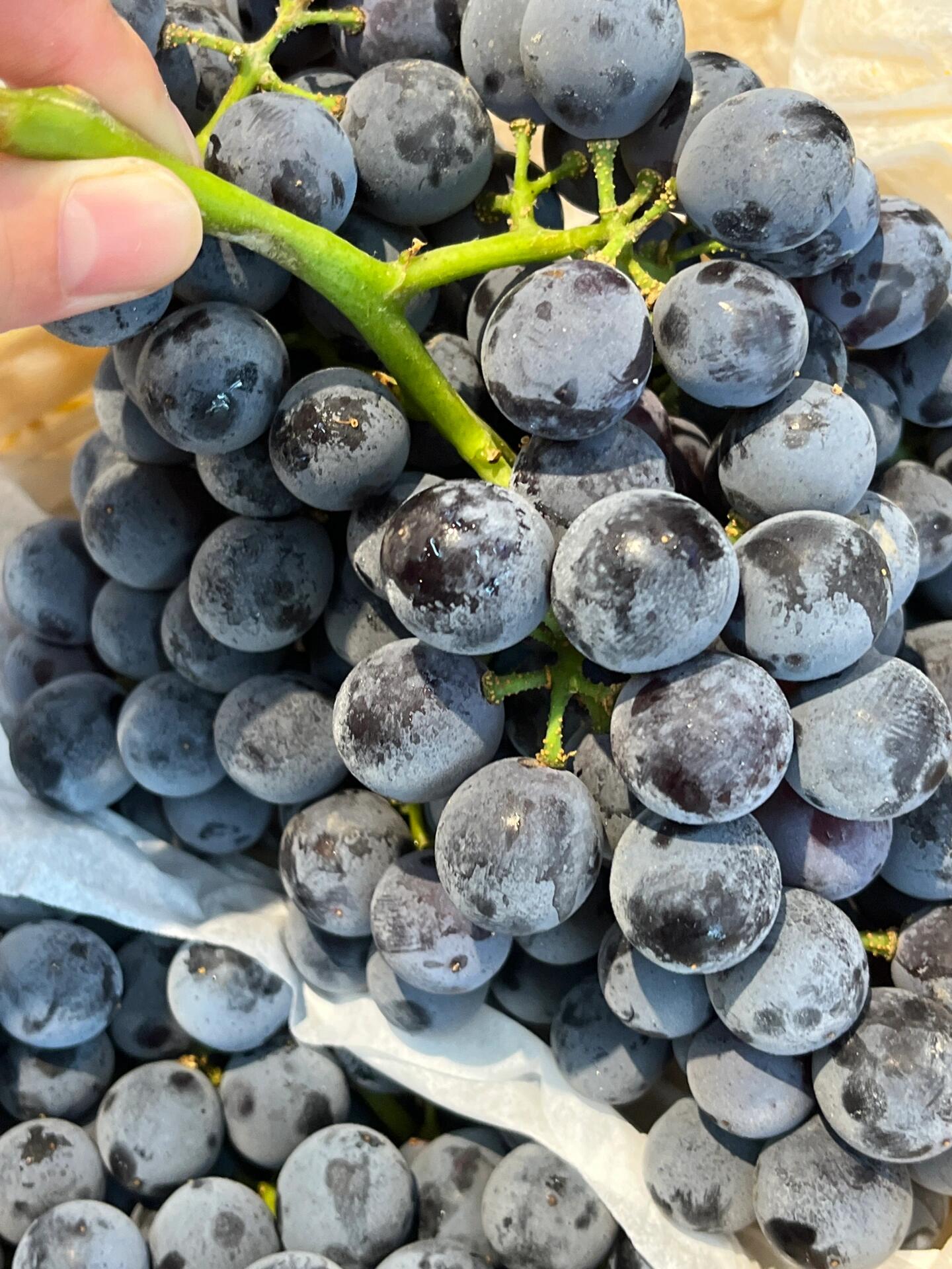 【云南 夏黑葡萄】🍇 葡萄中的极品👏 ， 配图3