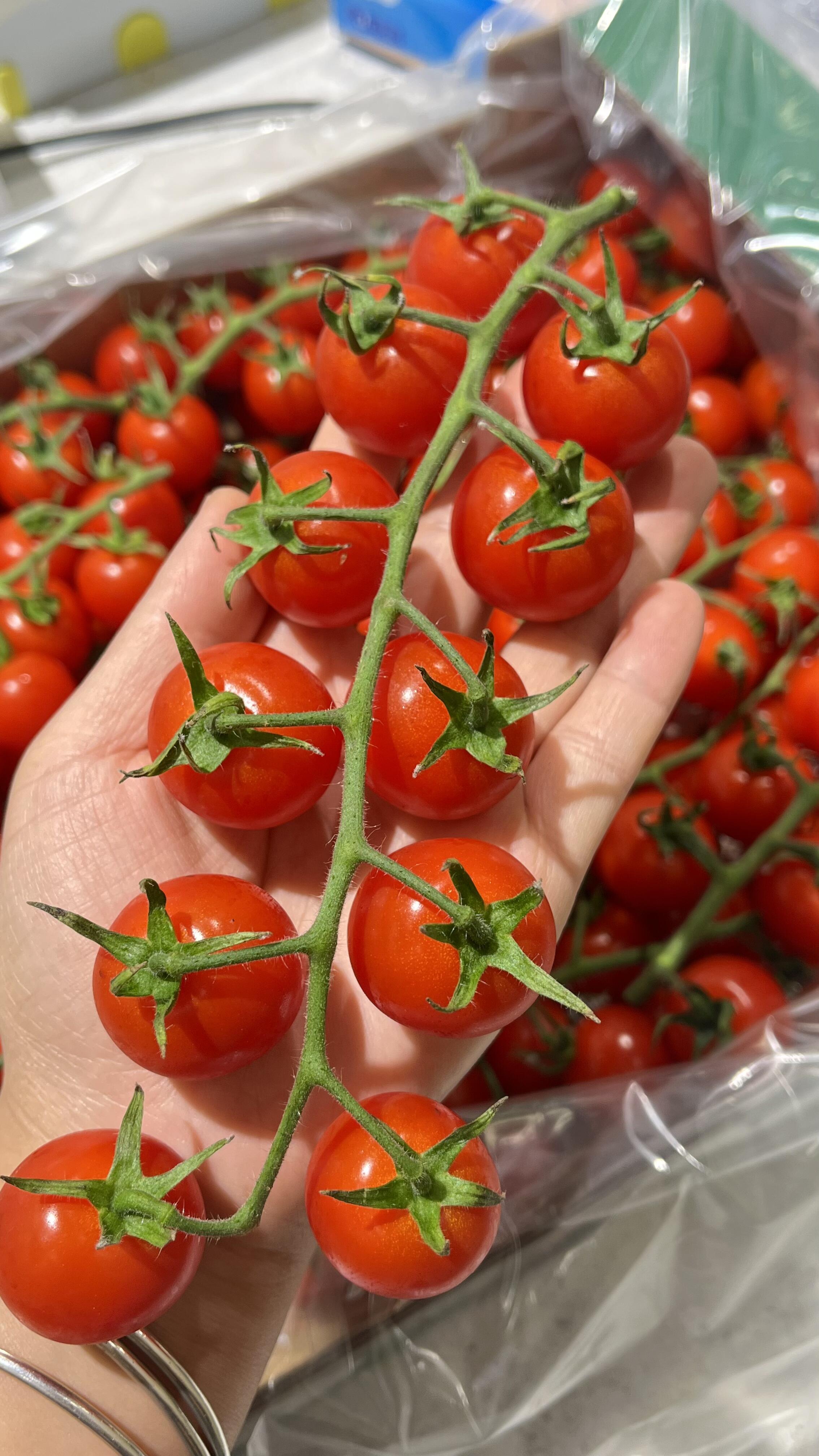 🍅串收番茄 一串一串看着就很治愈😎 个头 配图1