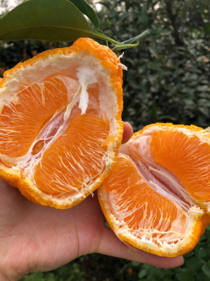 不知火丑橘🍊口感超级赞👍—拥有天然的浓郁 配图1
