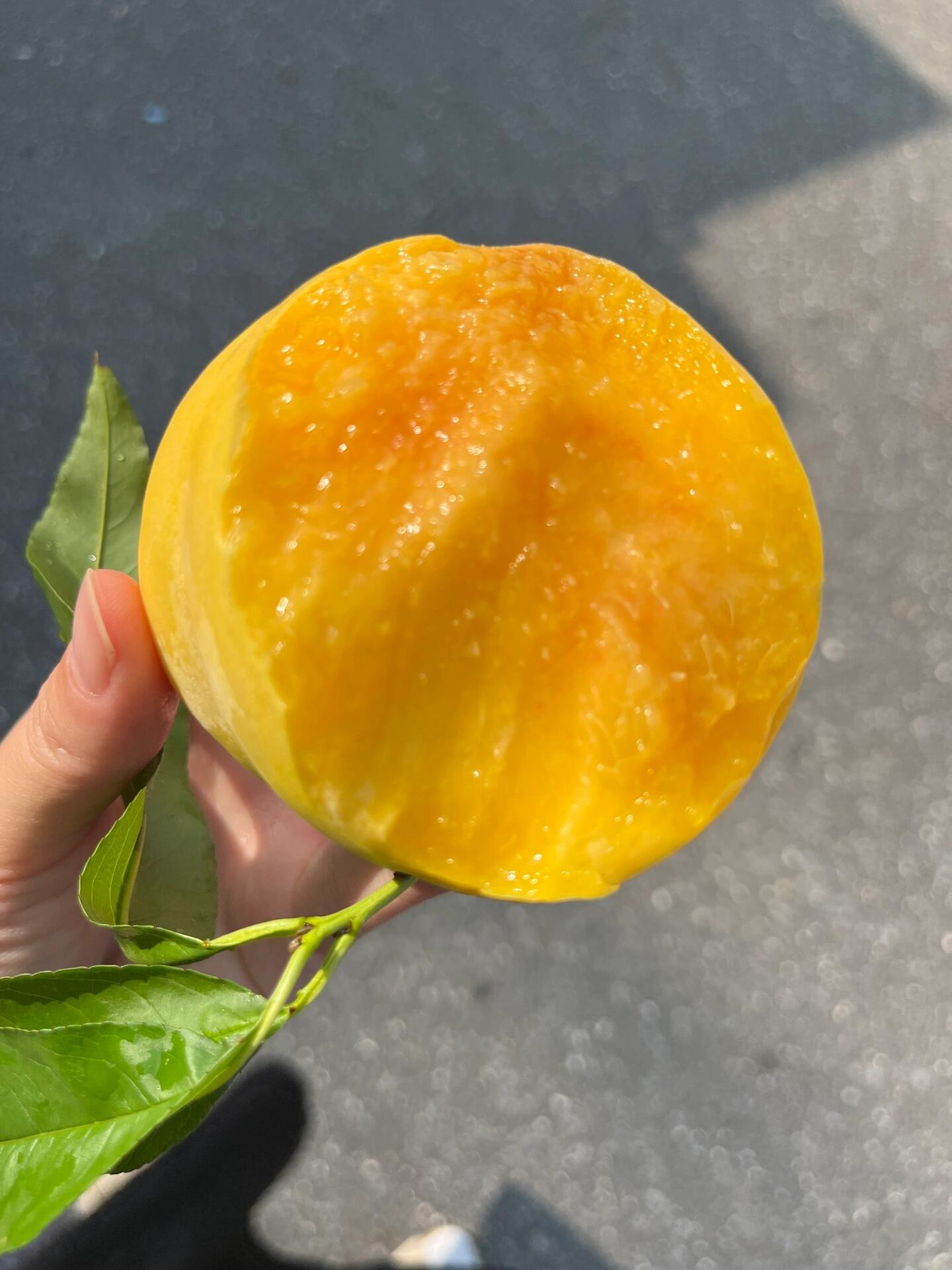 🍑桃界的NO.1，获奖无数🏆 一口滋润到 配图1