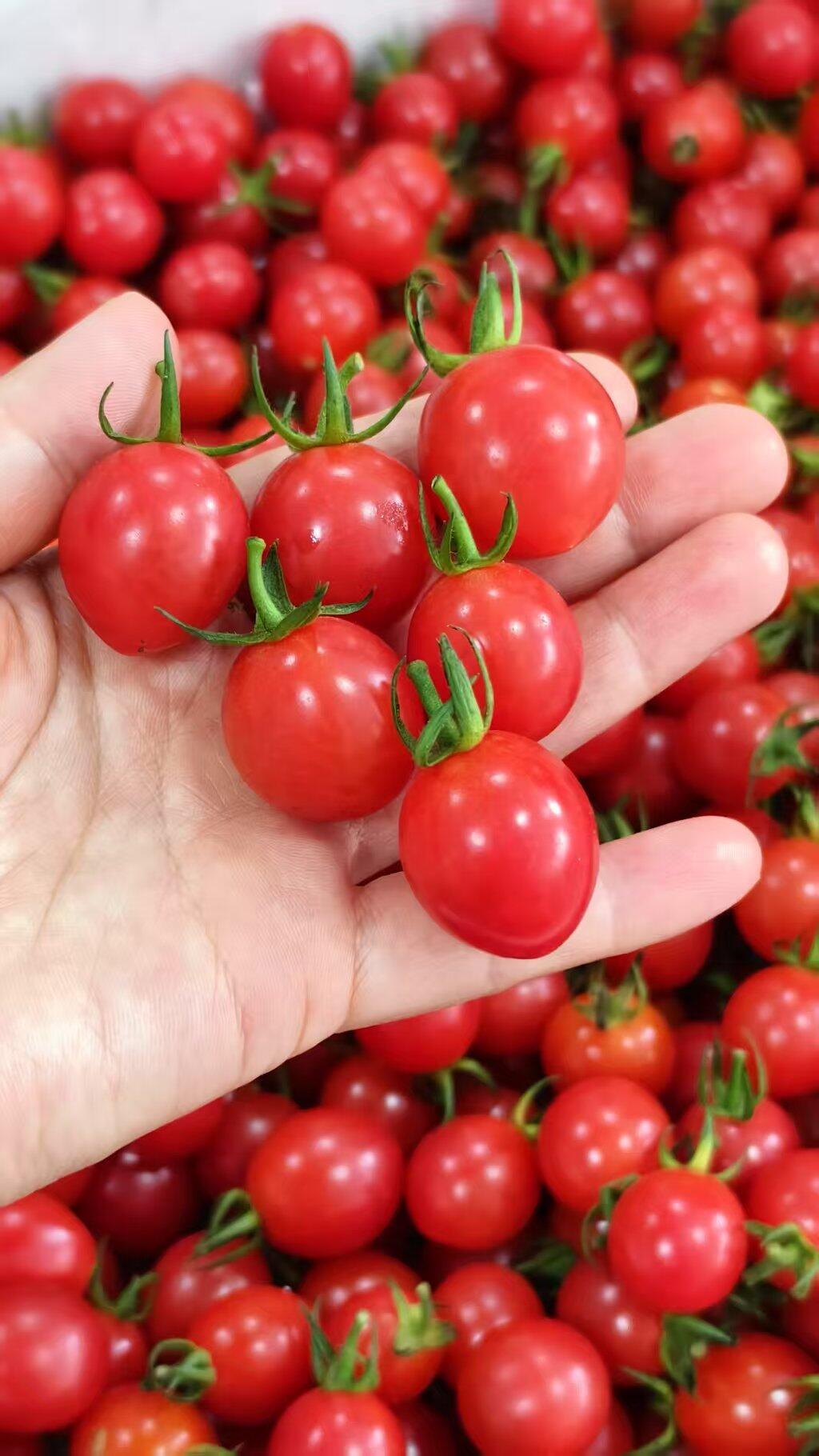 玲珑千禧🍅小可爱继续新鲜到货喽 与普通小 配图1