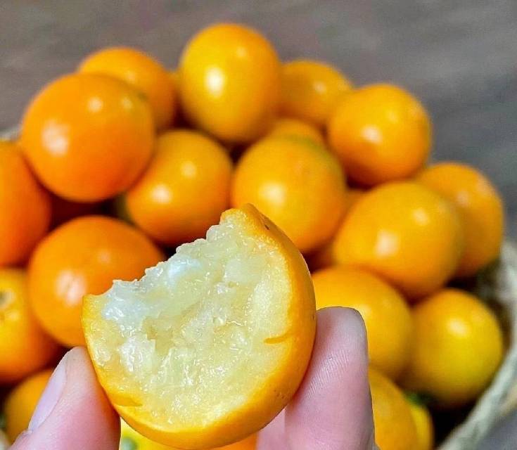 融安滑皮金桔🍊天然洗肺机 每一颗是自然成 配图2