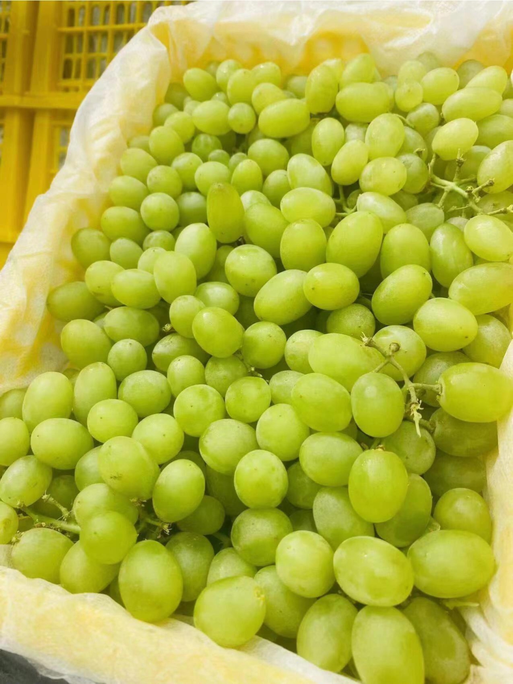 🍇新疆马奶提新疆葡萄甲天下，雪水的滋润， 配图1