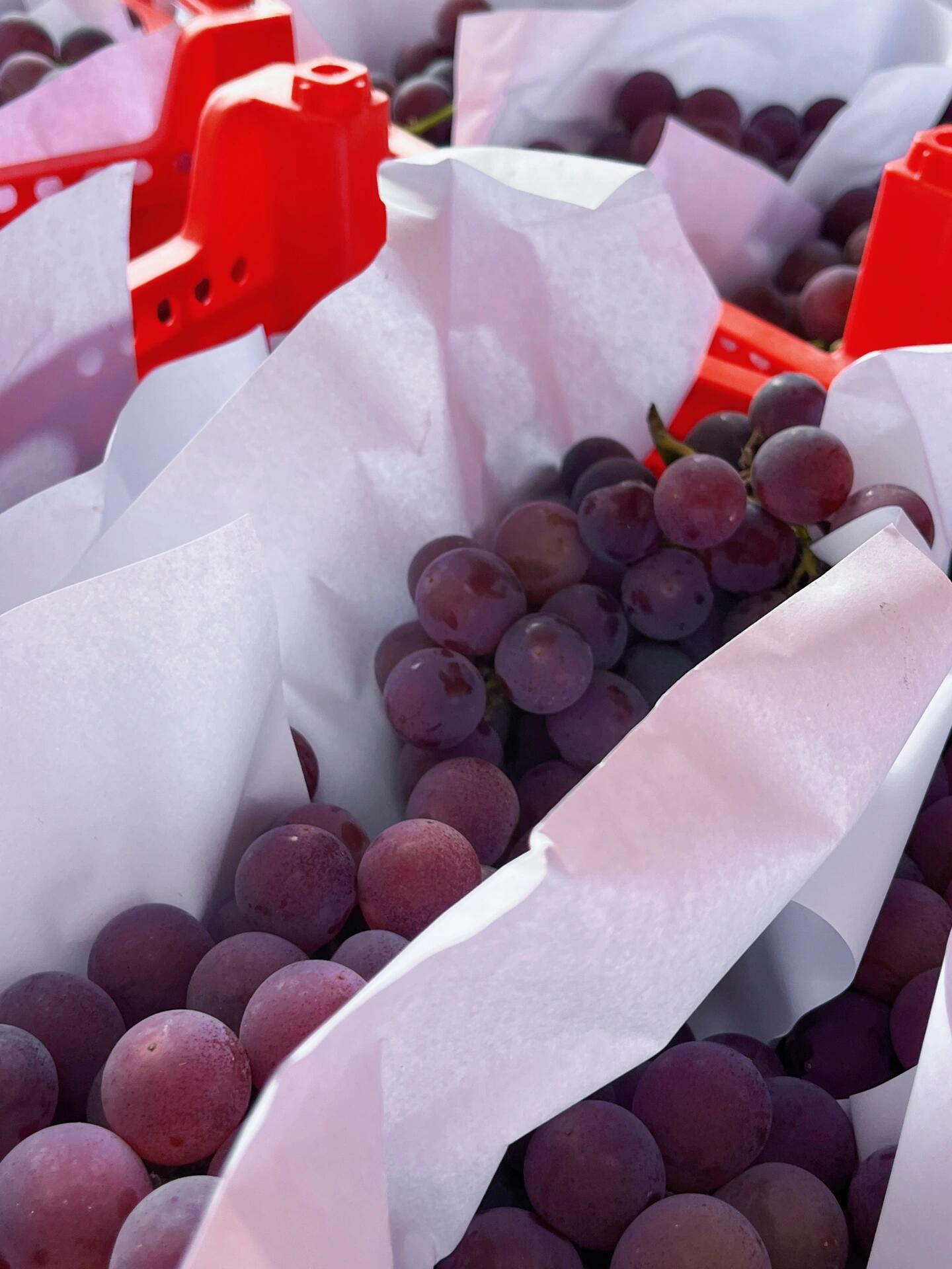 巨峰葡萄🍇 轻咬一口，汁水💦瞬时充盈于唇 配图2