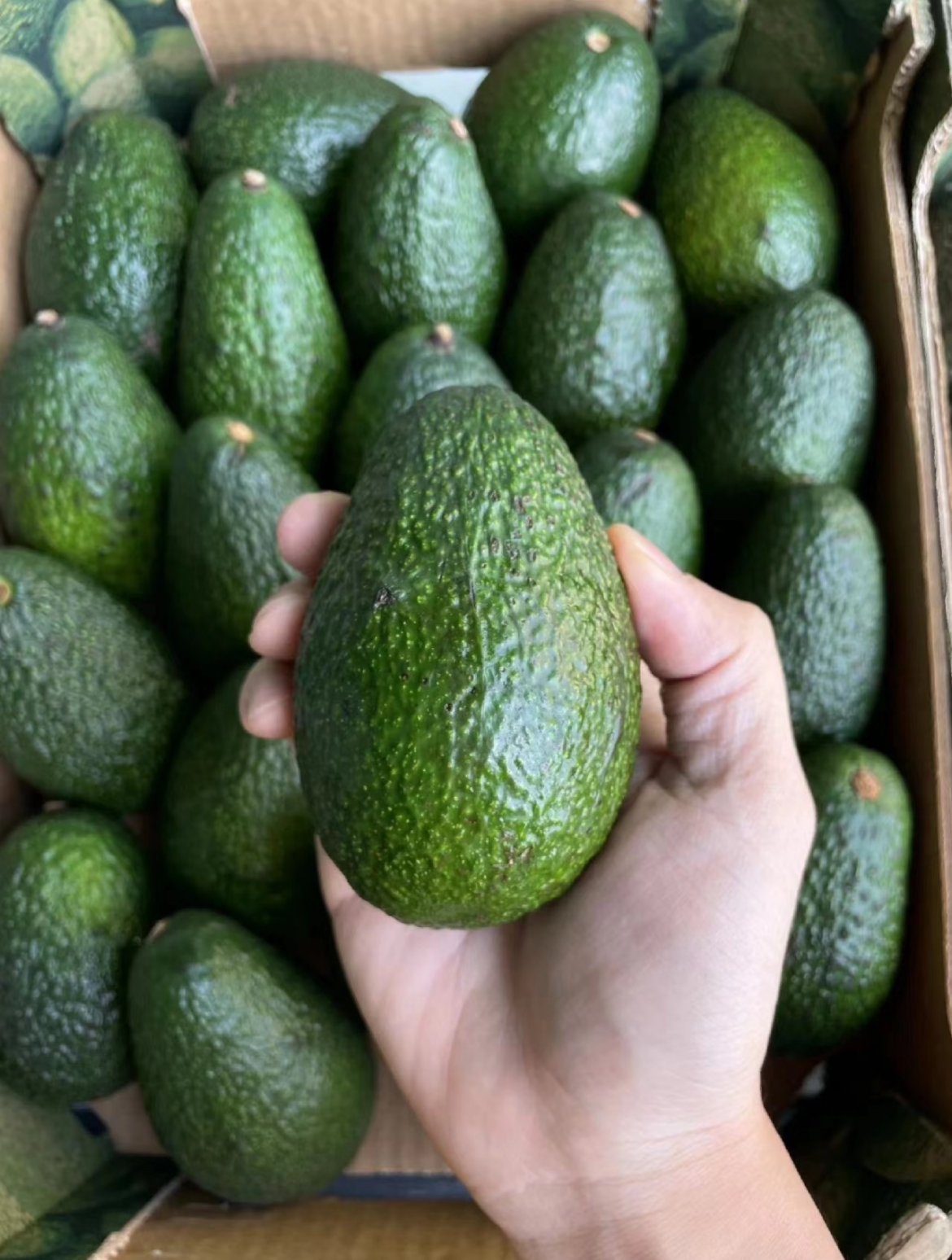 【新鲜牛油果🥑】 最新到货！ 绵密丝滑， 配图1