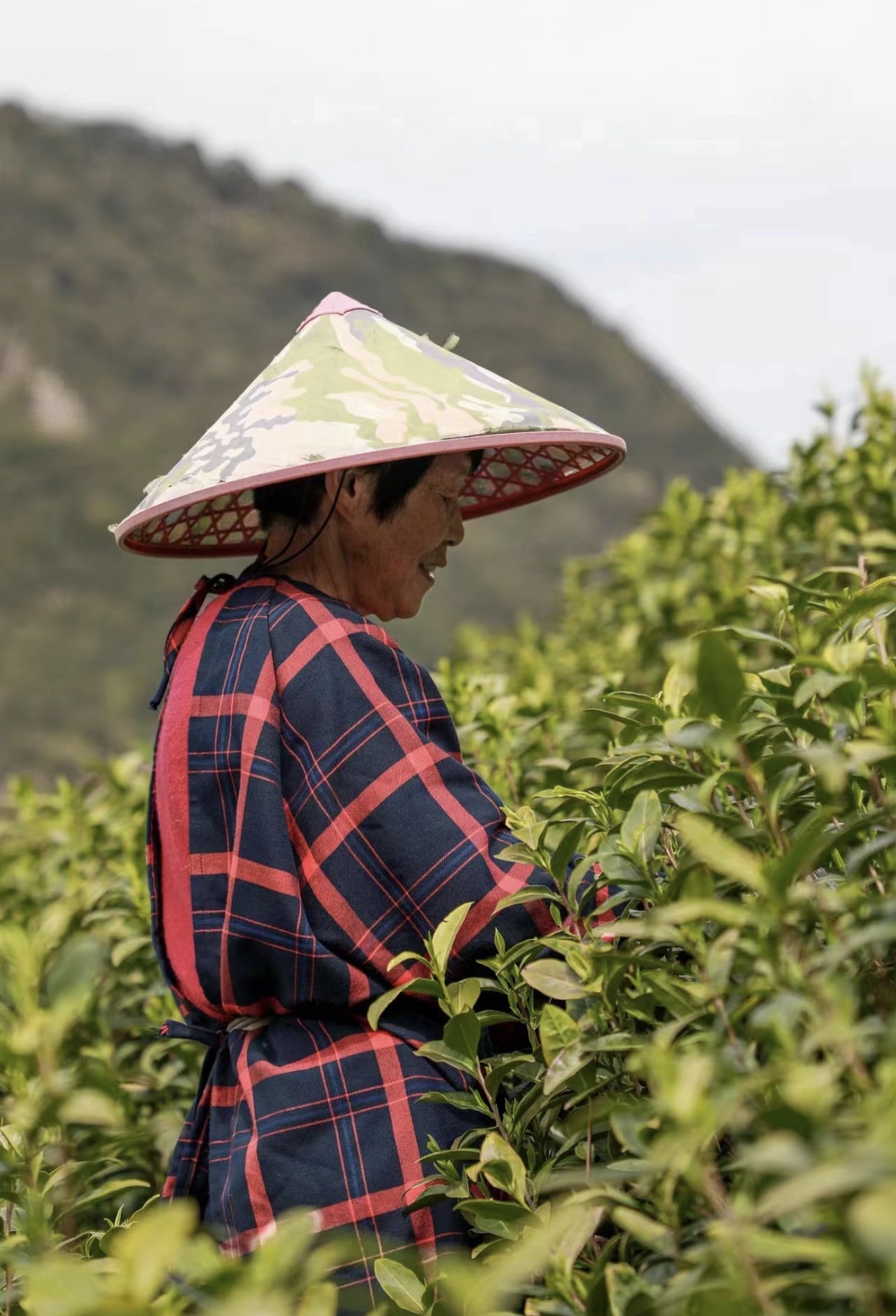 三月春茶季｜莫干黄芽限量发售 高山云雾茶 配图2
