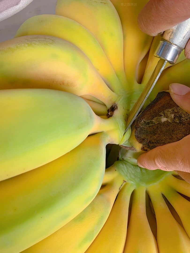 😎不用洗、不用切、一扒皮就能吃的香蕉🍌  配图1