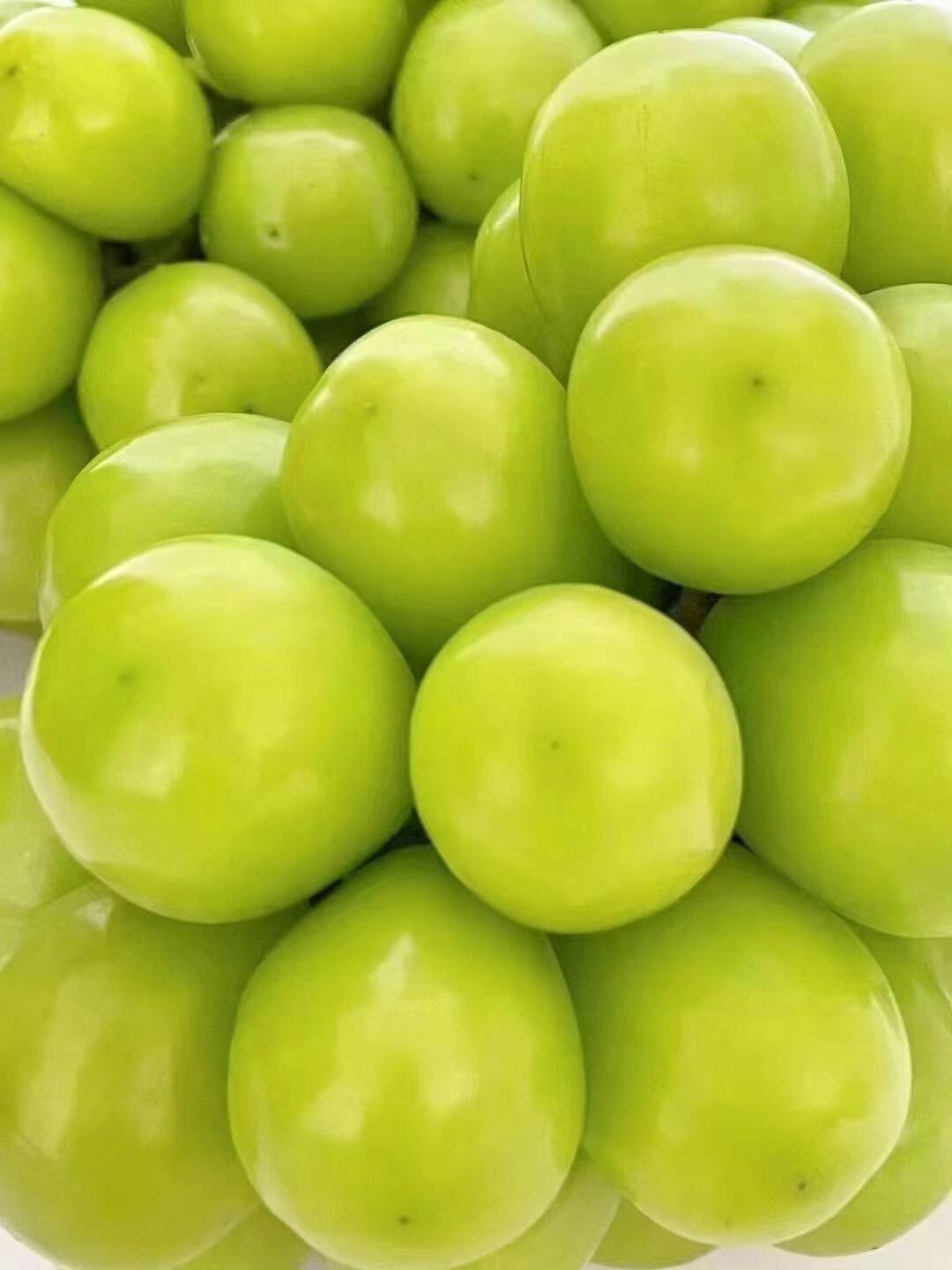 🍇阳光玫瑰青提 颗颗饱满看着就舒服😏 一 配图3