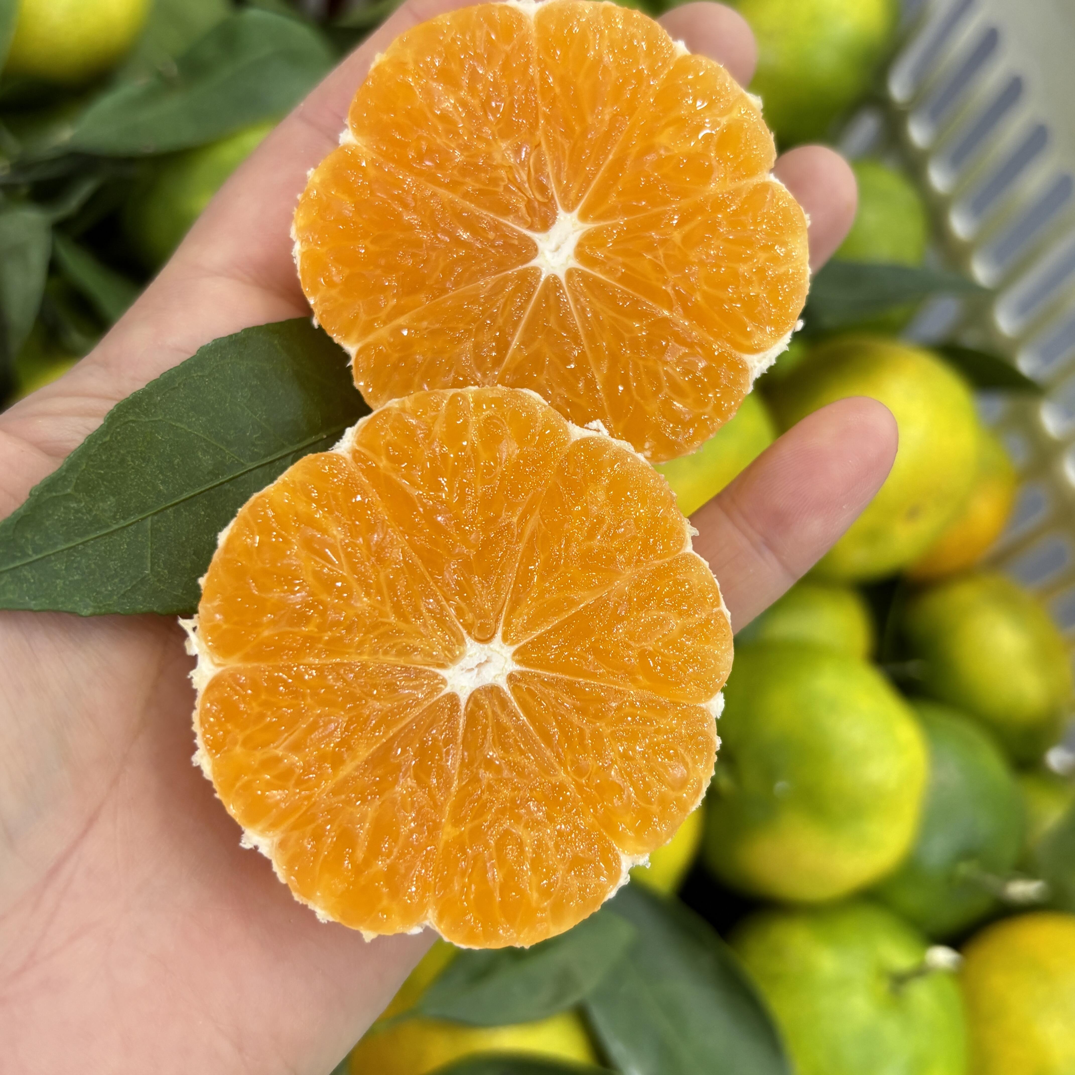 🍂秋天的第一颗蜜橘🍊 皮薄肉厚，酸甜多汁 配图2