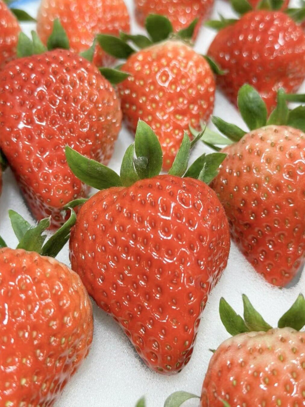 ‬‬人‬气爆满的草莓🍓🔥‬‬颗‬颗‬甜‬ 配图2