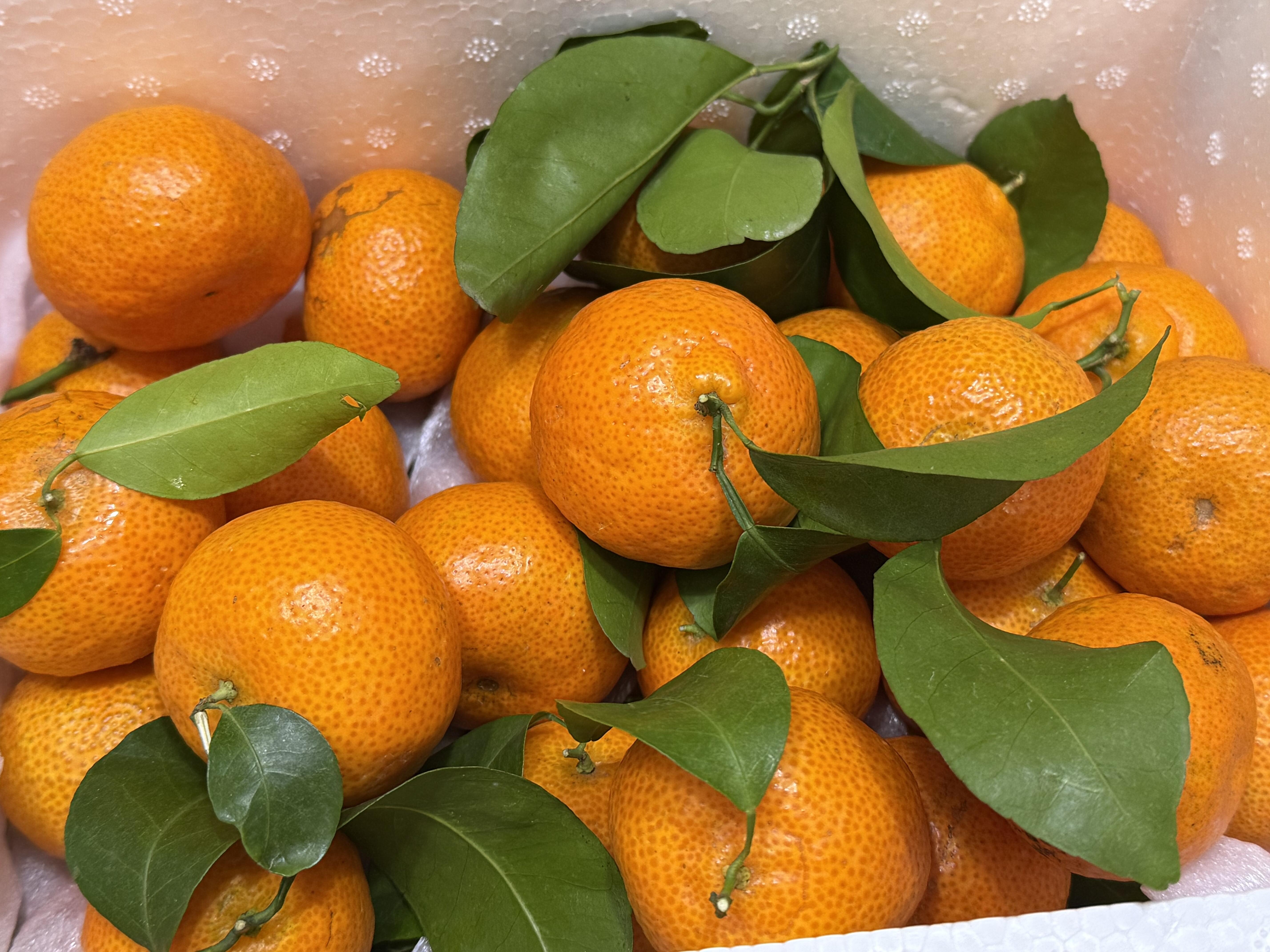 🍊砂糖橘新鲜到货👏 口感真的没话说，吃过 配图2