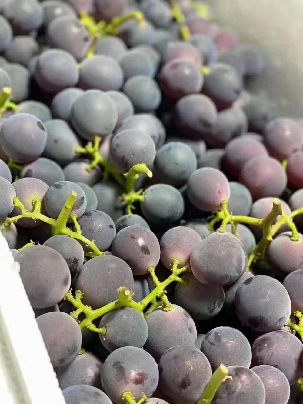 巨峰葡萄🍇好吃惨了☺️ 吃了这么多次葡萄 配图2