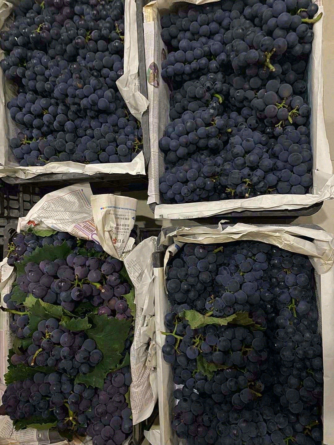 新鲜巨峰葡萄到货啦👉🍇 颗颗饱满泛着蓝紫 配图3
