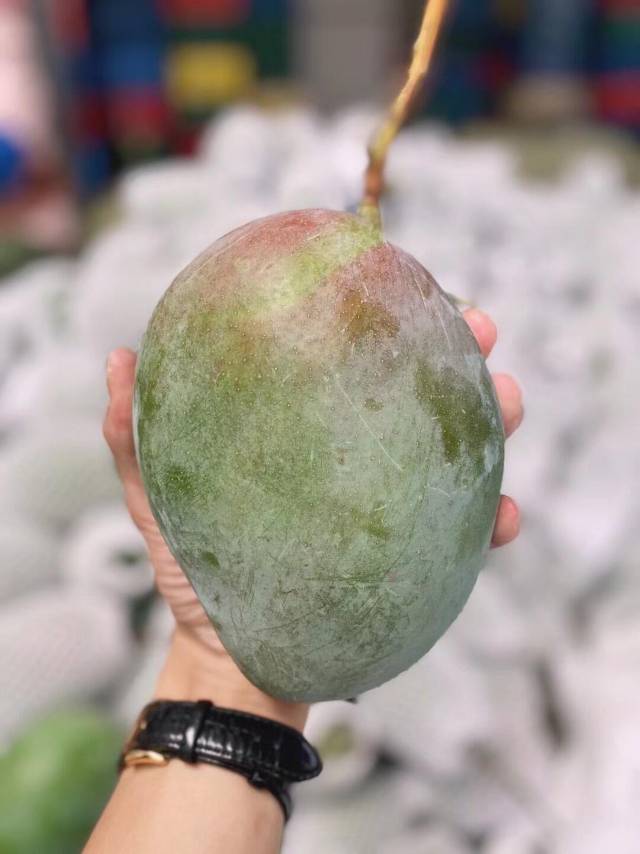 🌱攀枝花凯特芒🥭 个头巨大，一个就能切一 配图3