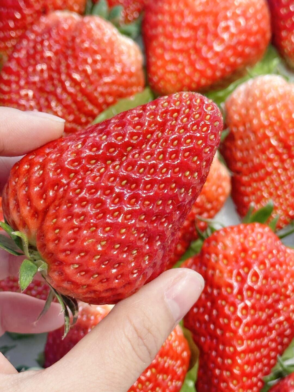 ‬‬人‬气爆满的草莓🍓🔥‬‬颗‬颗‬甜‬ 配图1