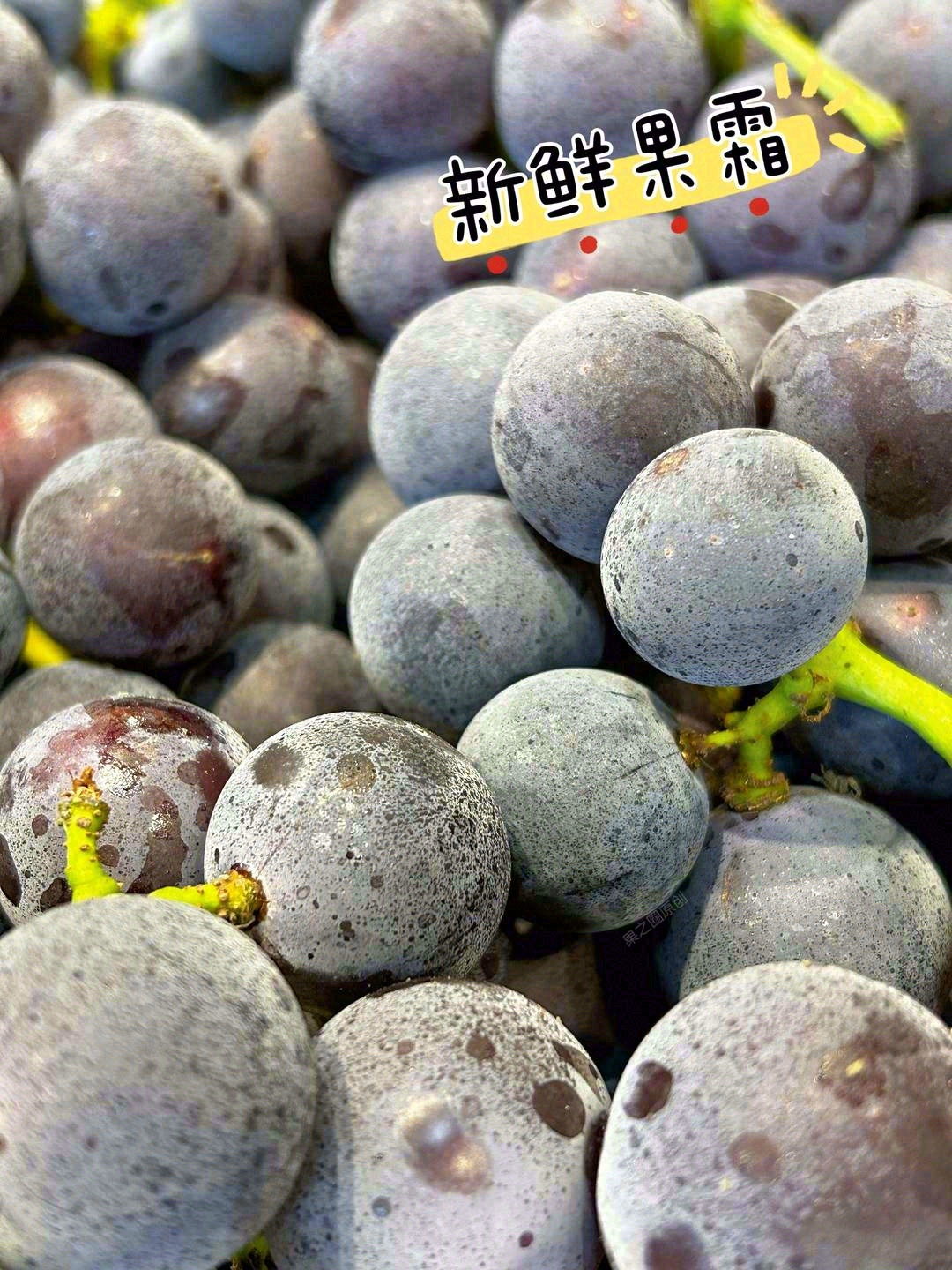在吸收满阳光🔅后成为，超饱满的一颗巨峰葡 配图1